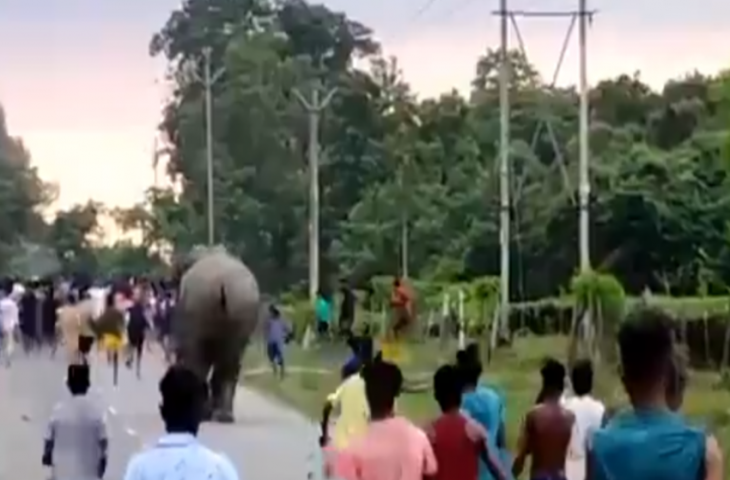 सड़क पार कर रहे हाथियों को परेशान करने लगे शरारती युवक, तभी आ गया गजराज को गुस्सा और फिर...