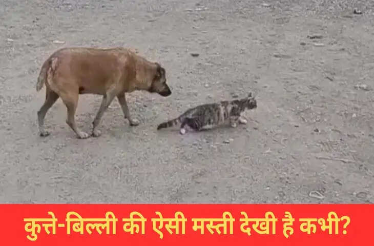 कुत्ते ने बिल्ली के साथ की गजब की मस्ती, VIDEO देख हंस-हंसकर हो जाएंगे लोटपोट