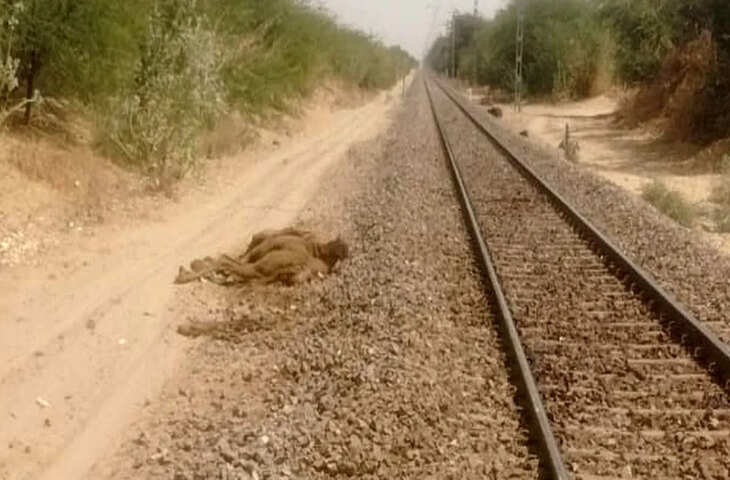लीलण एक्सप्रेस की चपेट में आए 5 ऊंट, दर्दनाक मौत से इलाके में सनसनी