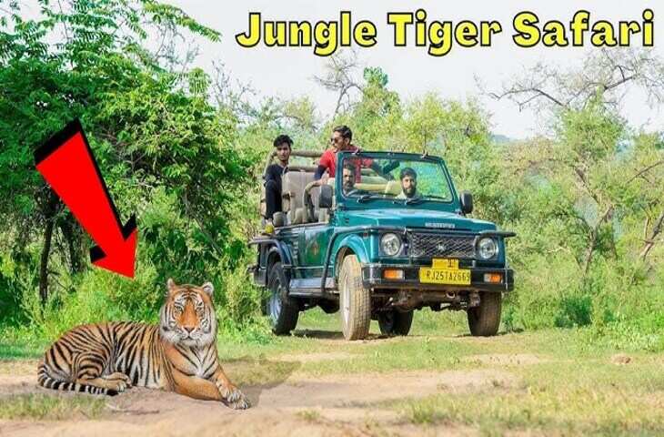 सरिस्का वाइल्डलाइफ सफारी की कर रहे हैं प्लानिंग? तो वीडियो में जाने सबसे अच्छा समय, पहुँचने का सही रूट और बुकिंग की पूरी प्रक्रिया