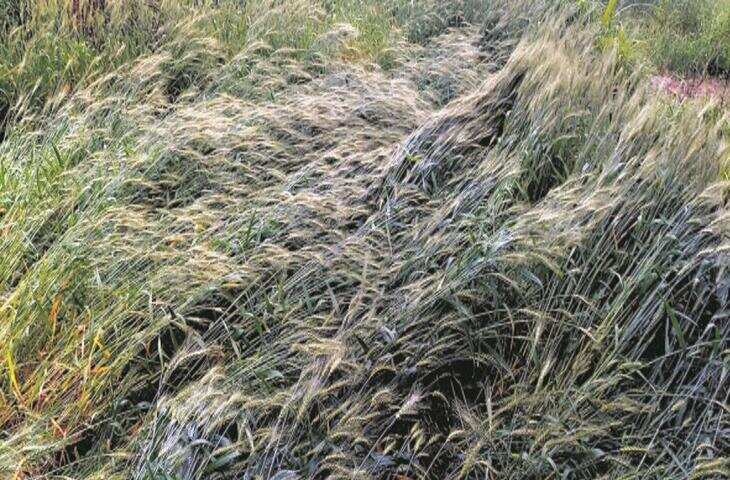 Himachal Pradesh: कांगड़ा, ऊना जिले में बारिश, आंधी तूफान से फसलों को नुकसान !