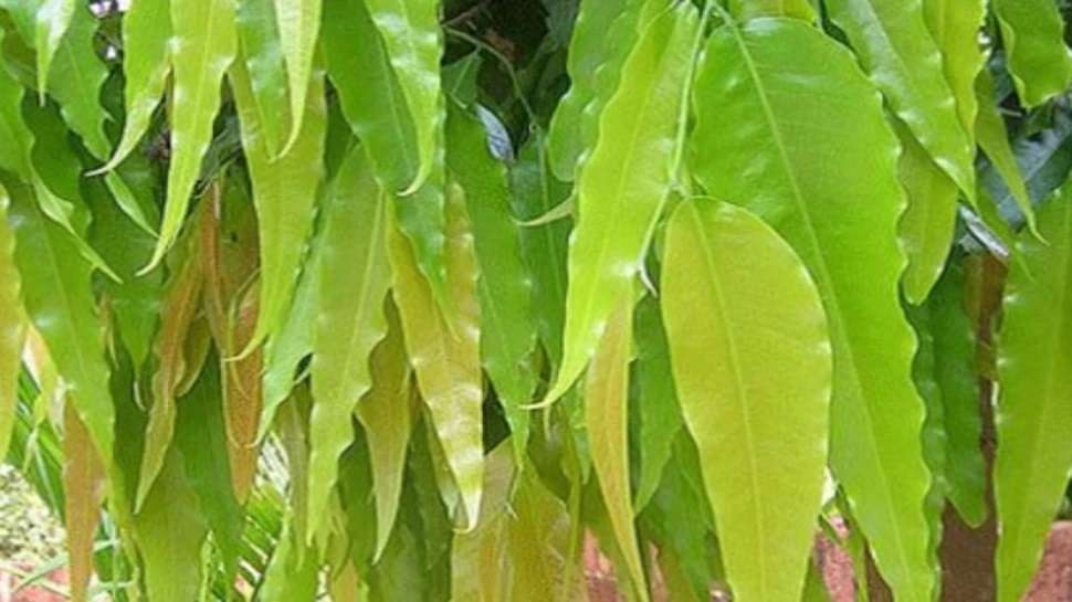 do these upay for ashoka leaves