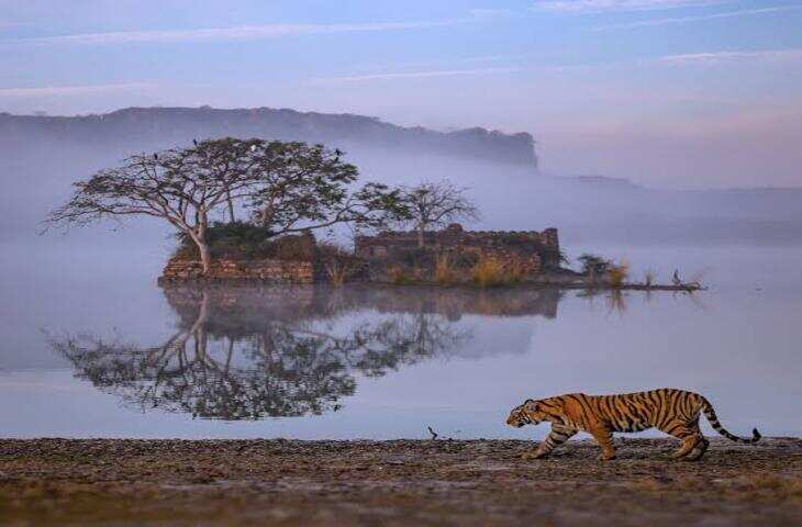 राजस्थान का रणथम्भौर टाइगर रिजर्व आज दुनिया के सबसे प्रसिद्ध बाघ अभयारण्यों में शामिल है। कभी यहां बाघों की संख्या घटने का खतरा मंडरा रहा था, लेकिन संरक्षण प्रयासों, बेहतर प्रबंधन और जंगलों की सुरक्षा ने इसे बाघों के लिए सुरक्षित ठिकाना बना दिया। इसी वजह से इसे कई बार राजस्थान की &ldquo;टाइगर फैक्ट्री&rdquo; कहा जाता है।  शिकारगाह से बना बाघों का घर  रणथम्भौर के जंगल कभी जयपुर और करौली राजघरानों के शिकार क्षेत्र हुआ करते थे। राजघरानों के कुछ संरक्षित इलाकों में वन्यजीवों को सुरक्षा मिली, लेकिन समय के साथ शिकार और अन्य दबावों के कारण बाघों की संख्या घटने लगी।  प्रोजेक्ट टाइगर ने बदली तस्वीर  वर्ष 1973 में शुरू हुए प्रोजेक्ट टाइगर के शुरुआती नौ टाइगर रिजर्व में रणथम्भौर भी शामिल था। उस समय यहां बाघों की स्थिति चिंताजनक थी, लेकिन संरक्षण, गश्त, आवास सुधार और मानवीय गतिविधियों को नियंत्रित करने के प्रयासों से धीरे-धीरे स्थिति बदली।  कैसे बढ़ी बाघों की संख्या?  रणथम्भौर में बाघों की वापसी के पीछे कई कारण माने जाते हैं:  जंगलों को संरक्षित क्षेत्र का दर्जा मिलना अवैध शिकार पर नियंत्रण शिकार प्रजातियों (जैसे सांभर और चीतल) के लिए बेहतर वातावरण गांवों का पुनर्वास और मानव दबाव में कमी वन विभाग और संरक्षण संगठनों के प्रयास  इन प्रयासों से रणथम्भौर बाघों के प्रजनन और संरक्षण का महत्वपूर्ण केंद्र बन गया।  रणथम्भौर के मशहूर बाघ  रणथम्भौर के कई बाघों ने दुनिया भर में पहचान बनाई। खासकर बाघिन मछली (T-16) और उसके वंश ने इस रिजर्व को अंतरराष्ट्रीय स्तर पर प्रसिद्ध किया। यहां के बाघों को देखने के लिए देश-विदेश से पर्यटक आते हैं।  रणथम्भौर आज क्यों खास है? यह अरावली और विंध्य पर्वतमालाओं के संगम क्षेत्र में स्थित है। यहां ऐतिहासिक रणथम्भौर किला और प्राकृतिक जंगल एक साथ देखने को मिलते हैं। बाघ दर्शन के लिए यह भारत के सबसे लोकप्रिय स्थलों में गिना जाता है।  रणथम्भौर की कहानी केवल बाघों की संख्या बढ़ने की कहानी नहीं है, बल्कि यह दिखाती है कि सही संरक्षण और प्रकृति के प्रति जिम्मेदारी से किसी क्षेत्र का पूरा पारिस्थितिक तंत्र फिर से जीवित हो सकता है।