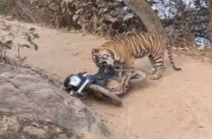 रणथम्भौर में टाइगर ने वनकर्मियों को दहला दिया, वीडियो में देंखे बाइक को घसीटते हुए 10 मिनट तक रुक गया शेर