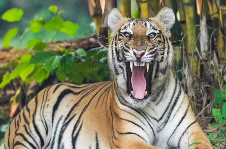 रणथंभौर का वन्य जीवन!वीडियो में&nbsp;जानिए क्यों युवाओं के लिए टाइगर्स का यह गढ़ बनता जा रहा है नेचर टूरिज्म की पहली पसंद