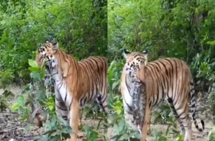बाघ ने किया विशाल अजगर का शिकार! जिम कॉर्बेट का दुर्लभ VIDEO देख लोग बोले- 'ऐसा पहली बार देखा'