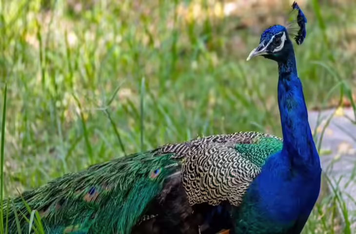 कर्नाटक में बर्ड फ्लू का खतरा: तुमकुरु में H5N1 से 44 मोरों की मौत, प्रशासन अलर्ट पर