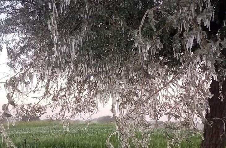 राजस्थान में कोल्डवेव की लहर, पाला पडने से किसानों में टेशन, वीडियो में देखें सीकर में बर्फ जमी