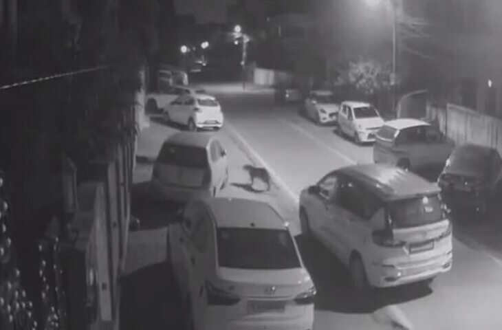 जयपुर की आबादी में फिर दिखा लेपर्ड, सूर्य सिटी कॉलोनी में एक घंटे तक रहा मूवमेंट, CCTV फुटेज में कैद