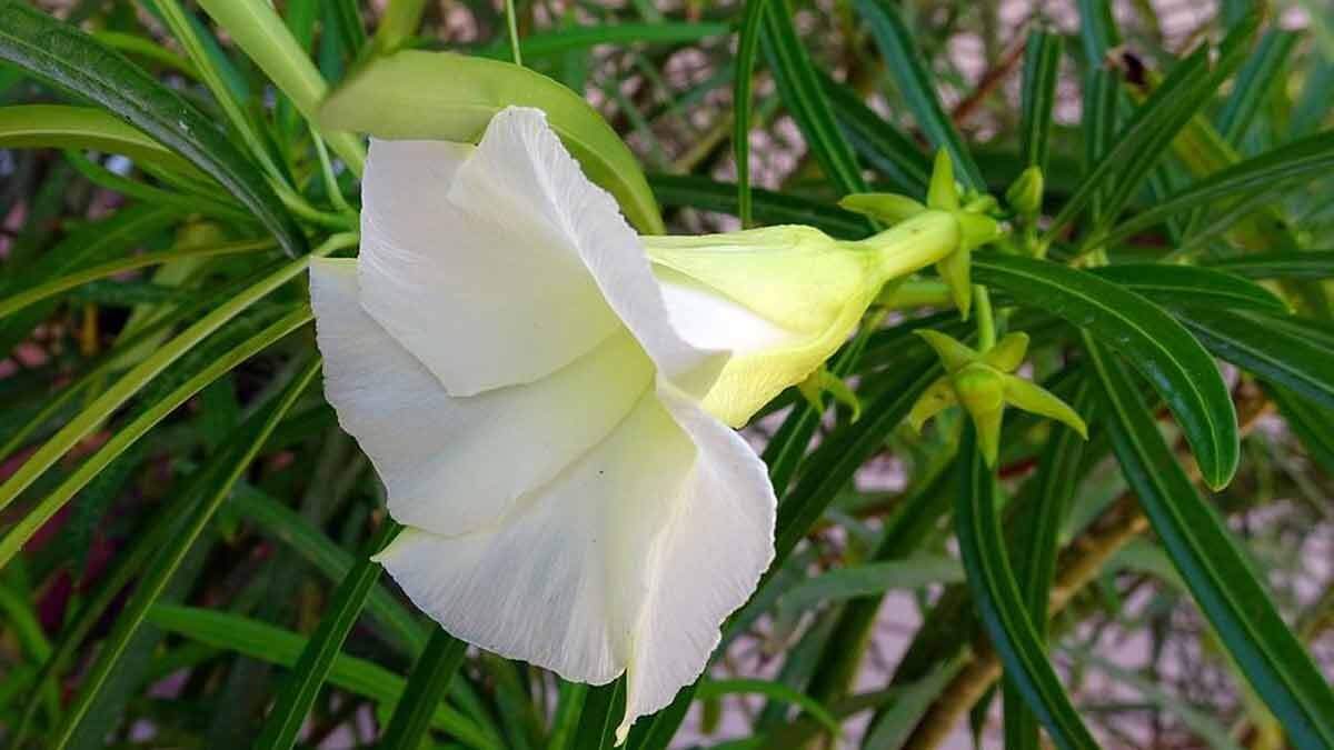 Vastu tips for kaner plant