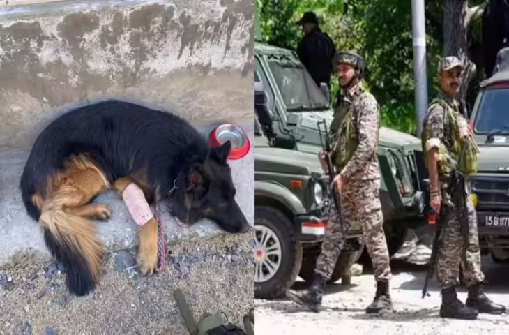 देश के वीर डॉग टायसन की सेहत पर बड़ी खबर! ऑपरेशन त्राशी-1 में घायल होने के बाद भी दिखाई थी बहादुरी&nbsp;