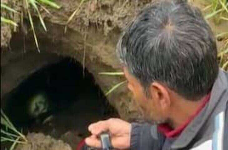 आषाढ़ में ही दिखती है यह रहस्यमयी पीली चिड़िया, खजूर के पेड़ पर बनाती है अनोखा घोंसला; जानिए खासियत