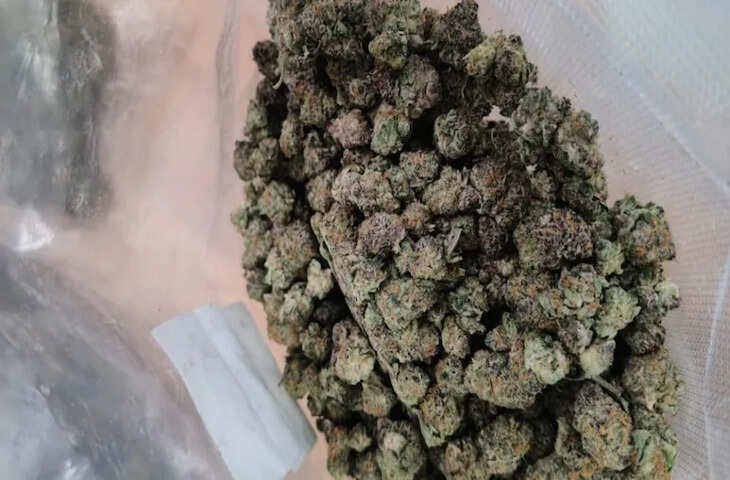 थाइलैंड से जयपुर कैसे पहुंची 1 करोड़ रुपये की नशे की खेप, इंटरनेशन पार्सल में मिला हाइड्रोपोनिक वीड