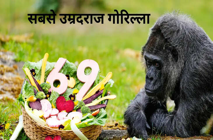 बर्लिन जू में दुनिया के सबसे उम्रदराज गोरिल्ला &lsquo;फातू&rsquo; का 69वां जन्मदिन धूमधाम से मनाया गया