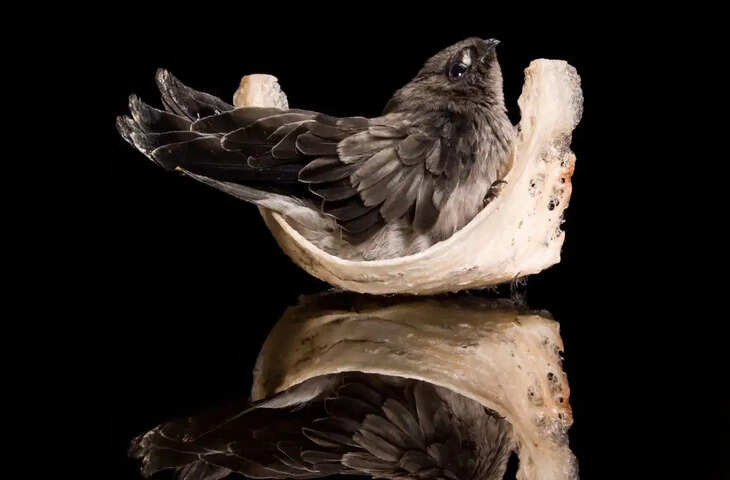 Swiftlet Bird Nest: लार से बनता दुनिया का सबसे महंगा घोंसला, गुफाओं से जुटाया जाता है &lsquo;सफेद सोना&rsquo;