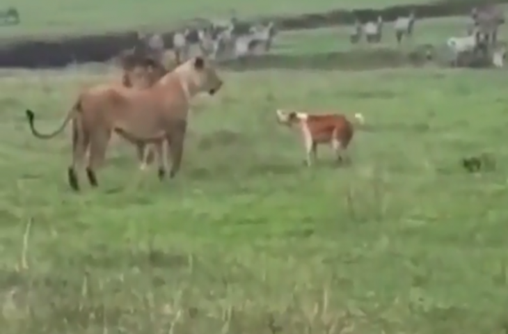 शेरों ने कर दी कुत्ते पर हमला करने की गलती, वीडियो में देखें जंगल के राजा को कैसे सिखाया सबक