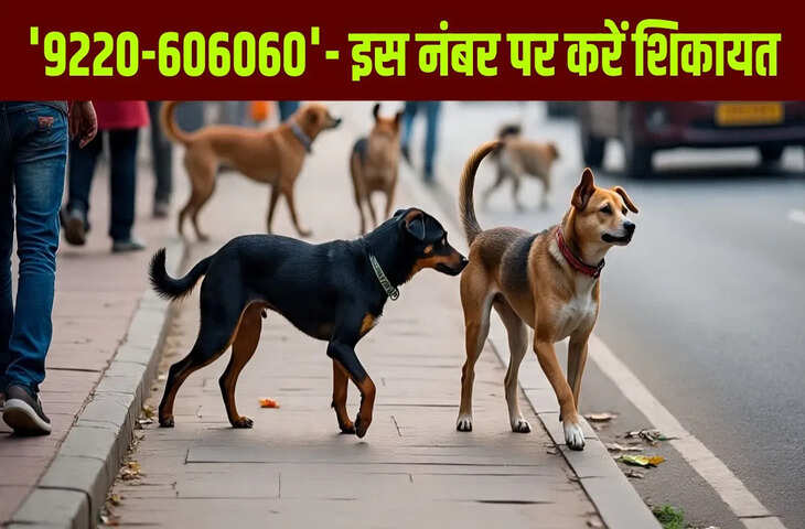 दिल्ली में आवारा कुत्तों से हैं परेशान? विजय गोयल ने जारी किया हेल्पलाइन नंबर, इस पर करें शिकायत