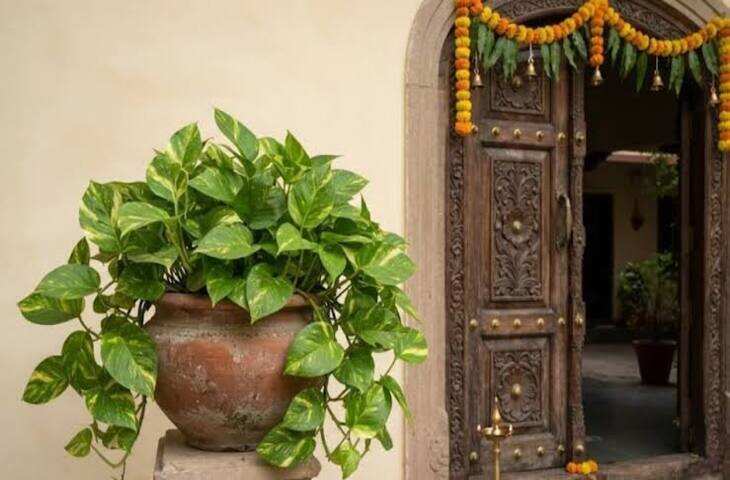 मेन गेट पर मनी प्लांट रखना चाहते हैं? जानिए कितने पौधे रखना माना जाता है शुभ