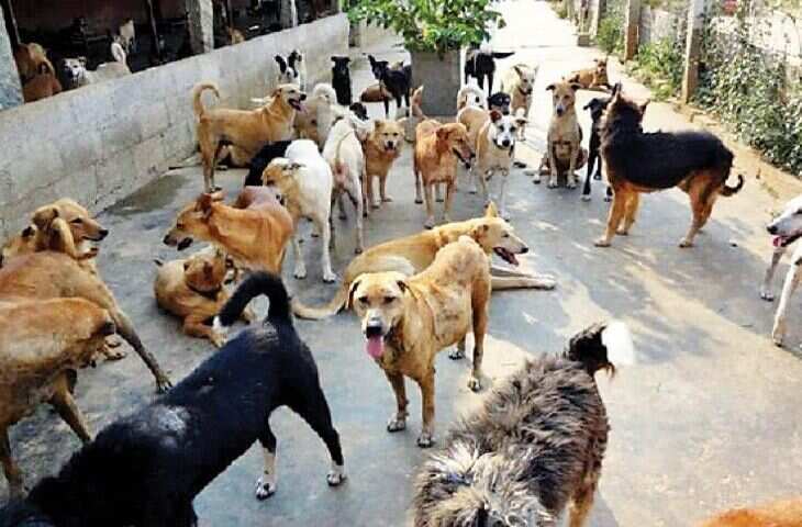 दिल जीत लेने वाला वीडियो! दुकानदार ने आवारा कुत्तों के लिए दुकान बना दी ठंडी शरण, लोग कर रहे तारीफ