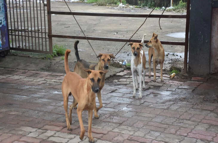 रायपुर में पालतू कुत्तों का रजिस्ट्रेशन अनिवार्य, लेकिन नगर निगम के पास कोई डेटा नहीं