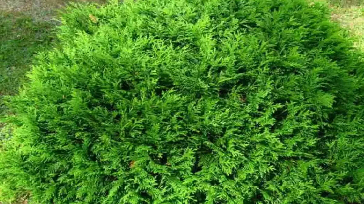 vastu tips for morpankhi plant it looks beautiful and also gives immense wealth happiness  