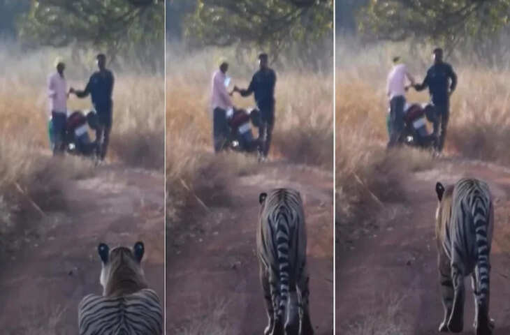 पीछे खड़ा था बाघ और आगे बाइकवाले, वीडियो में देखिए फिर हुआ क्या