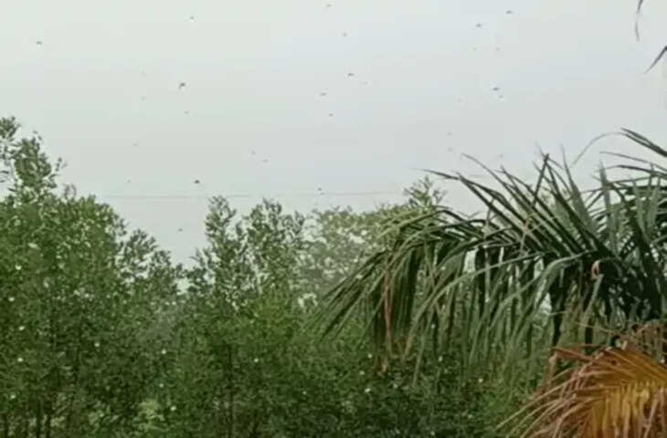 बांधवगढ़ टाइगर रिजर्व में हाथियों की मस्ती, शरीर पर मिट्टी डालते और खेलते नजर आए गजराज