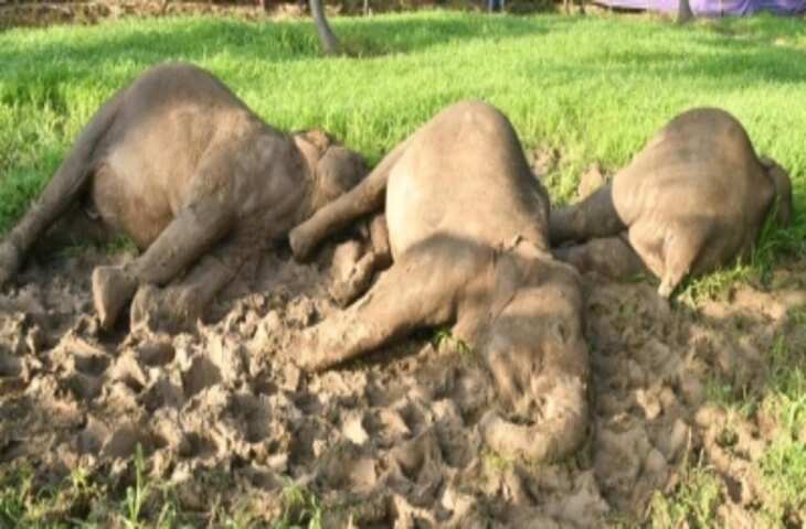 बिजली के बाड़ Elephants के लिए साबित हो रहे काल