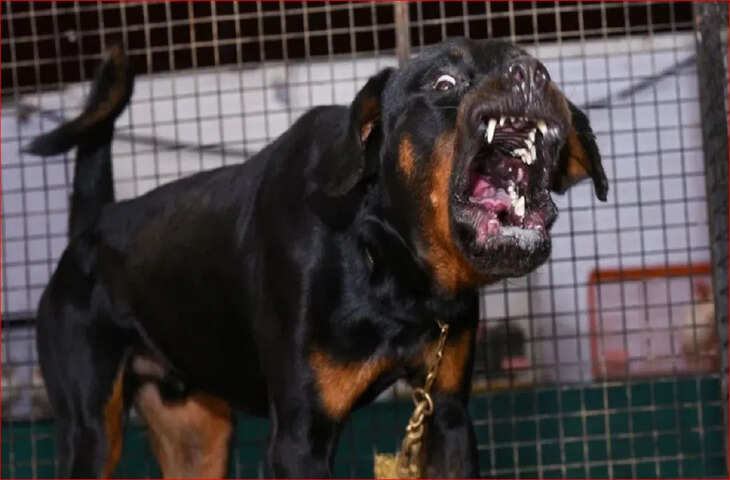 इतना बड़ा घर होगा, तभी पाल सकेंगे पिटबुल-रोटवीलर और देहरादून में नए बायलॉज लागू, लाइसेंस लेना भी होगा जरूरी