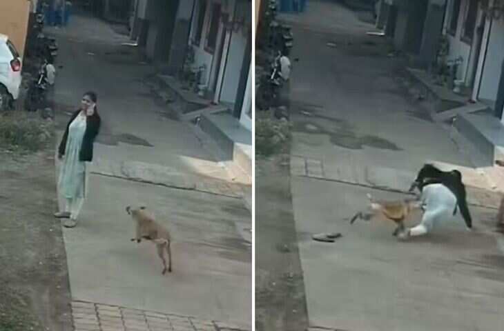 Viral Video: फोन पर बात कर रही महिला पर कुत्ते का ताबड़तोड़ हमला, शरीर के कई हिस्सों में घाव