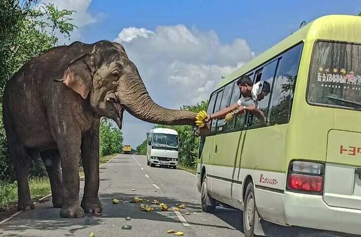 रोड पर अनोखा नजारा! हाथी बना टोल कलेक्टर ड्राइवरों से ऐसे वसूलता है &lsquo;टैक्स&rsquo;, देखे वायरल वीडियो ​​​​​​​