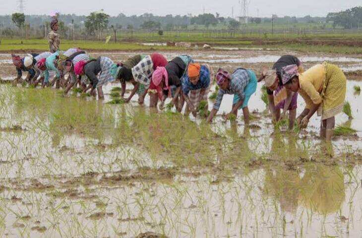 राजस्थान में फसल बीमा का बदला ट्रेंड: बीमा का दायरा घटा, लेकिन 5 साल में कंपनियों का प्रीमियम 5,888 करोड़ रुपए के पार