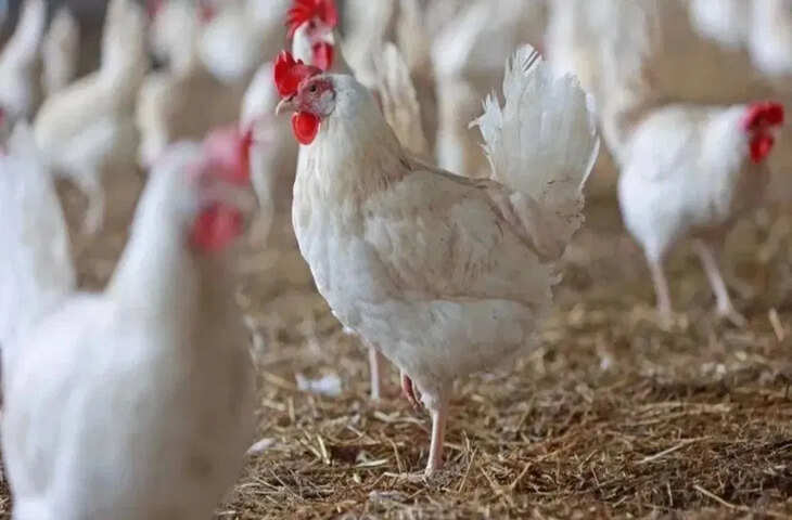 झारखंड में मुर्गे को लेकर खूनी संघर्ष, कुल्हाड़ी से वार कर व्यक्ति की हत्या