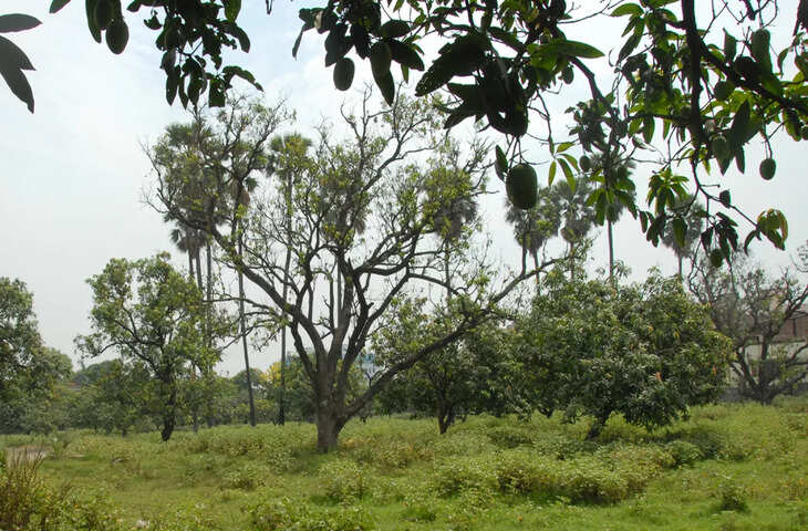 Patna वालों के लिए अच्छी खबर, दीघा के दूधिया मालदह आम जीआइ टैग दिया जायेगा