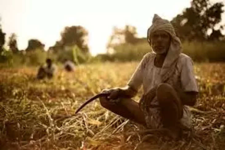 Faridabad बारिश से बर्बाद हुई फसल ने किसानों को चिंता में डाला, नुकसान का ब्योरा पोर्टल पर अपलोड नहीं कर पा रहे अधिकांश किसान