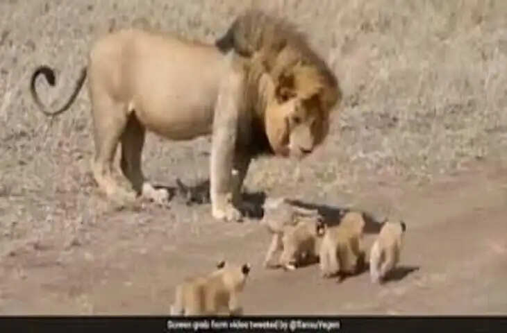 जंगल में शेर ने किया नन्हे गैंडे का पीछा, मां ने पलट दिया पूरा खेल&mdash;देखकर लोग हैरान
