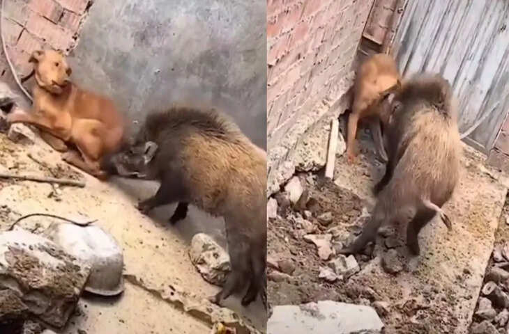 कुत्ता और जंगली सूअर के बीच हुई भीषण लड़ाई, वीडियो में देखें कौन किसपर पड़ा भारी