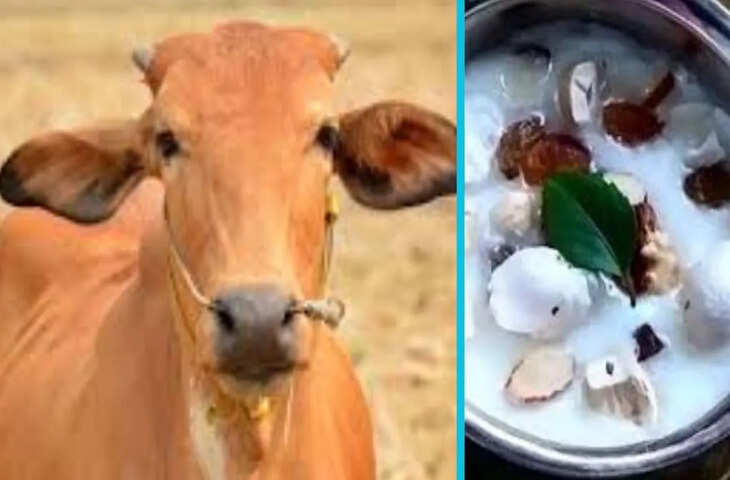 BREAKING : खौफनाक लापरवाही! रेबीज संक्रमित गाय के दूध से बना चरणामृत पूरे गांव में बंटा, लक्षण दिखते ही 450 लोगों का हुआ टीकाकरण