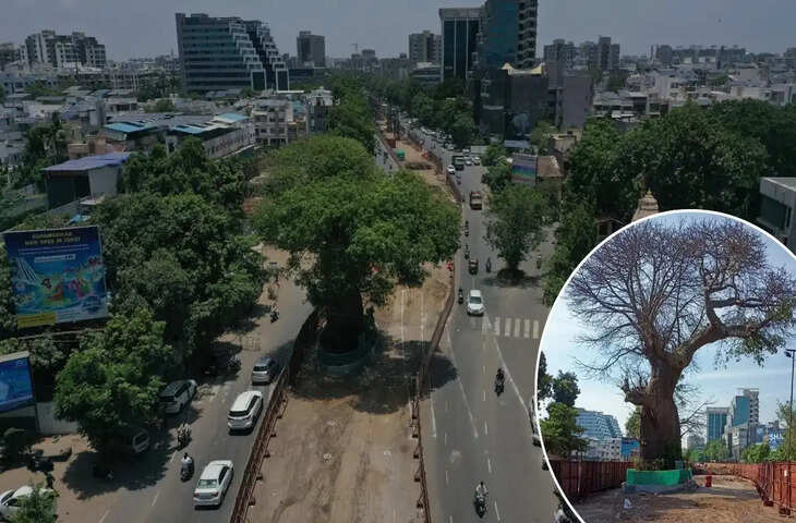 700 साल पुराने पेड़ के लिए बदला नक्शा, लेकिन काट दिए 932 पेड़? सूरत का अजब-गजब मामला