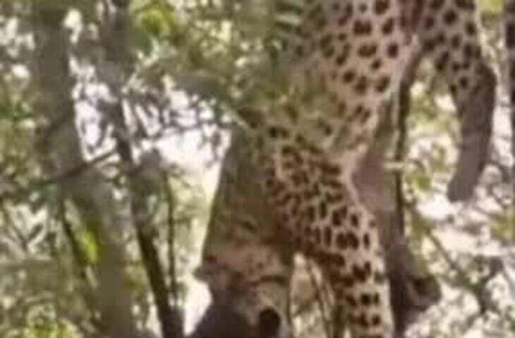 फंदे पर उल्टा लटका मिला लेपर्ड, तड़प-तड़पकर मौत; तीन घंटे तक पेड़ पर फंसा रहा