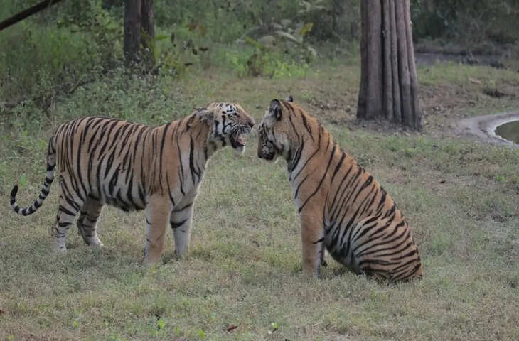 ये दोनों बाघ तो जिगरी यार निकले..., जंगल में जमकर कर रहे हैं मस्ती, आप भी देखें Video