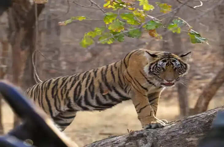 रणथंभौर टाइगर रिजर्व का इतिहास: राजस्थान में बाघों का सबसे प्रसिद्ध ठिकाना, वीडियो में जानिए किले, जंगल और वन्यजीवों की पूरी कहानी
