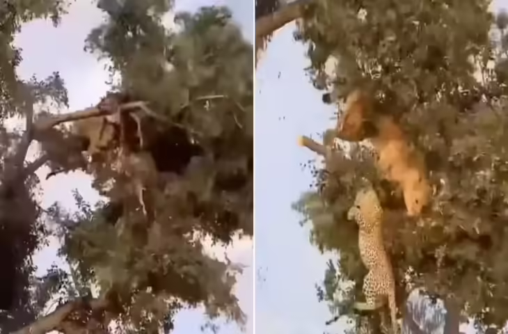 न झुकेगा, न रुकेगा&hellip; पेड़ पर हो रही थी शेर और तेंदुए की लड़ाई, हार-जीत छोड़िए जब डाल टूटी तो नजारा देखने लायक था