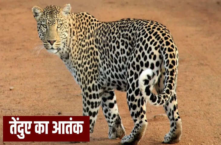 गुजरात के खेड़ा में तेंदुए का आतंक, 3 लोगों पर किया हमला, गांव में फैल गई दहशत