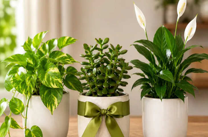 दूसरों को गिफ्ट में दें ये फेंगशुई पौधे, चमक सकती है किस्मत और घर में बढ़ सकती है बरकत