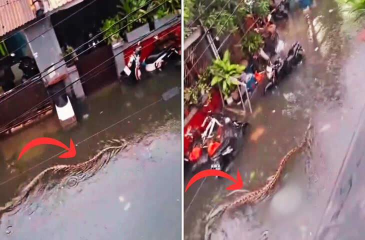 'सड़क पर तैरती मौत...' बाली में आई बाढ़ में तैरता दिखा अजगर, विआल वीडियो देख काँप जाएगी रूह&nbsp;