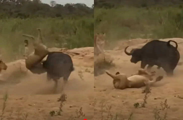 Viral Video: भैंसे पर टूट पड़ा शेर, लेकिन तभी आए साथी और पलट दी पूरी बाजी, जंगल में दिखा हाई वोल्टेज ड्रामा