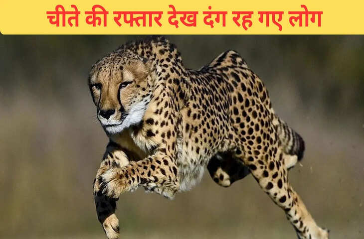 3 सेकंड में 60 की स्पीड&hellip;चीते की रफ्तार के आगे हार गया शिकार, हैरान कर देगा VIDEO