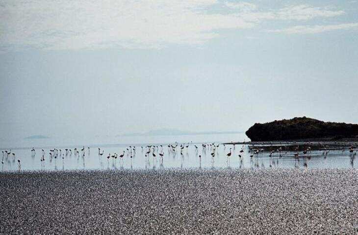 इस रहस्यमयी झील में आने वाले पशु-पक्षी बन जाते हैं पत्थर, जानिए क्या है इसका रहस्य