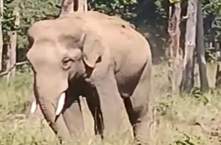 बांधवगढ़ टाइगर रिजर्व में हाथियों की मस्ती, शरीर पर मिट्टी डालते और खेलते नजर आए गजराज